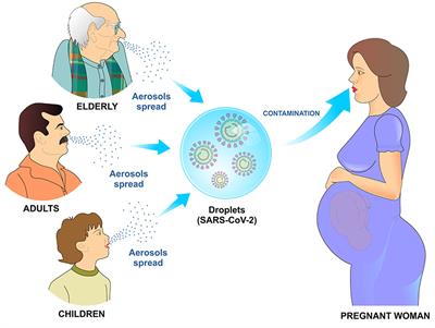 Frontiers | Susceptibility to COVID-19 in Pregnancy, Labor, and Postpartum  Period: Immune System, Vertical Transmission, and Breastfeeding